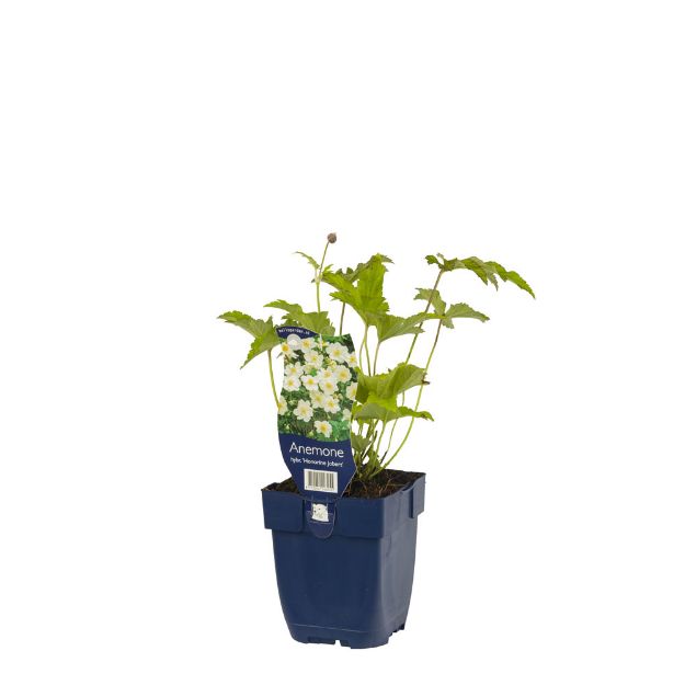 Image de Anemone hybr. 'Hon. Jobert' - pot de 11 cm.