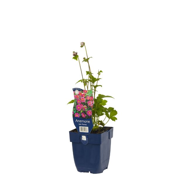 Image de Anemone hybr. 'Pamina' - pot de 11 cm.