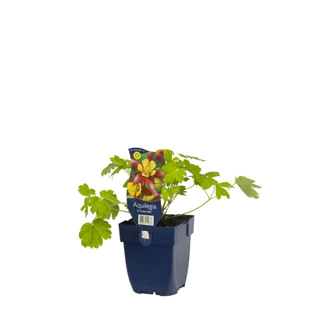 Image de Aquilegia 'Crimson Star' - pot de 11 cm.