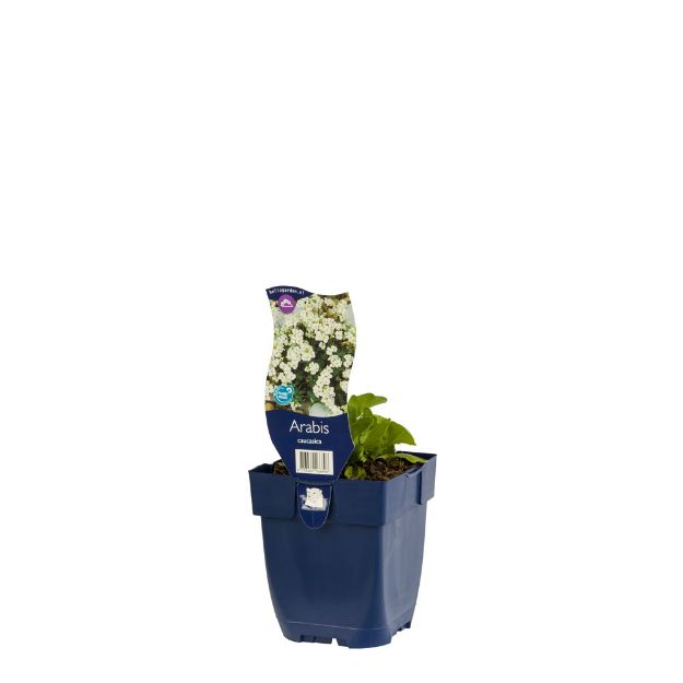 Image de Arabis caucasica - pot de 11 cm.