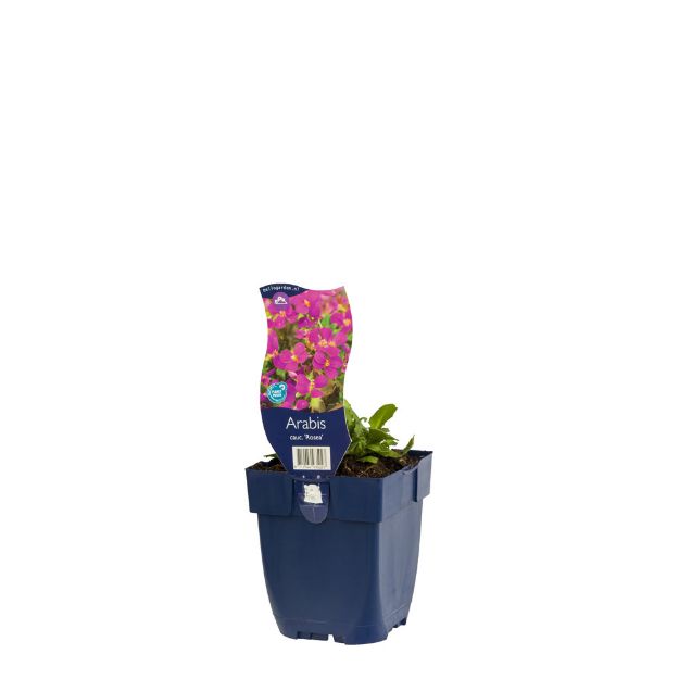 Image de Arabis cauc. 'Rosea' - pot de 11 cm.