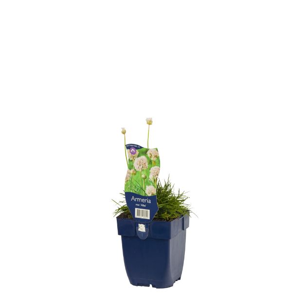 Image de Armeria mar. 'Alba' - pot de 11 cm.