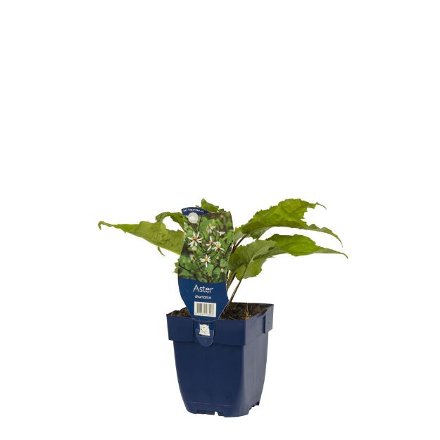 Image de Aster divaricatus - pot de 11 cm.