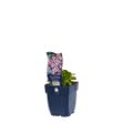 Image de Aubrieta 'Blue Emperor' - pot de 11 cm.