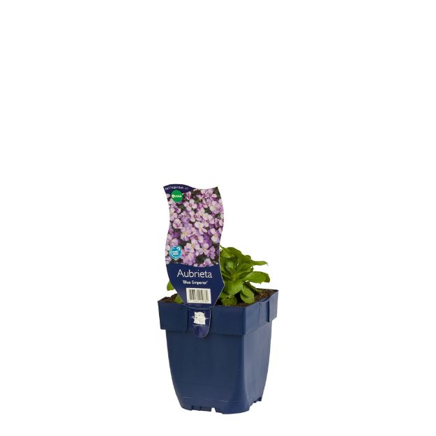 Image de Aubrieta 'Blue Emperor' - pot de 11 cm.