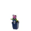 Image de Bergenia cordifolia - pot de 11 cm.