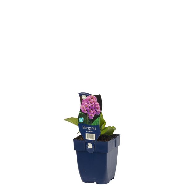 Image de Bergenia cordifolia - pot de 11 cm.