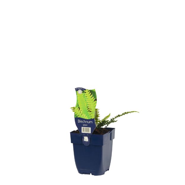 Image de Blechnum spicant - pot de 11 cm.