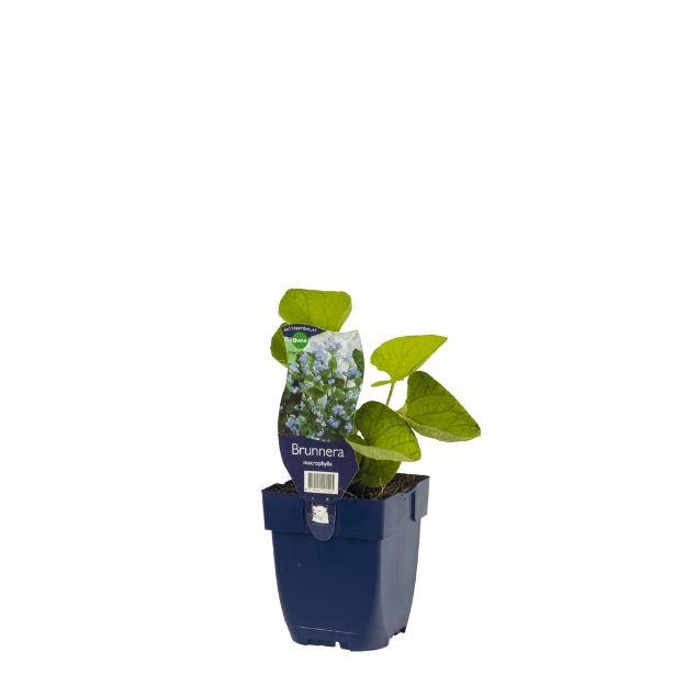 Image de Brunnera macrophylla - pot de 11 cm.