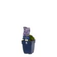 Image de Campanula garganica - pot de 11 cm.