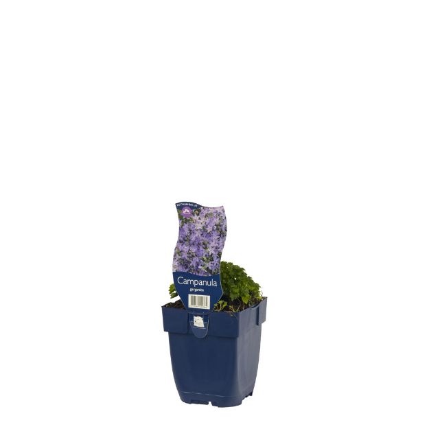 Image de Campanula garganica - pot de 11 cm.