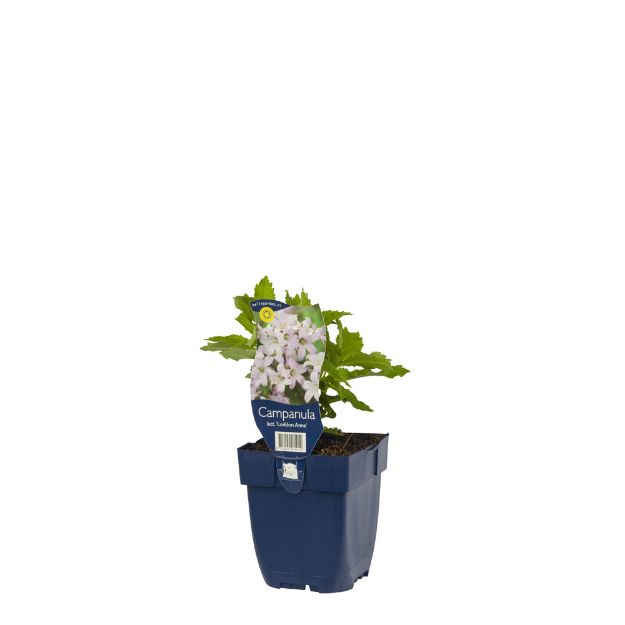 Image de Campanula lact. 'Loddon Anna' - pot de 11 cm.