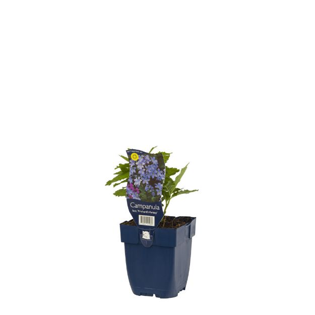 Image de Campanula lact. 'Prichard's Variety' - pot de 11 cm.