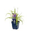 Image de Catananche caerulea - pot de 11 cm.