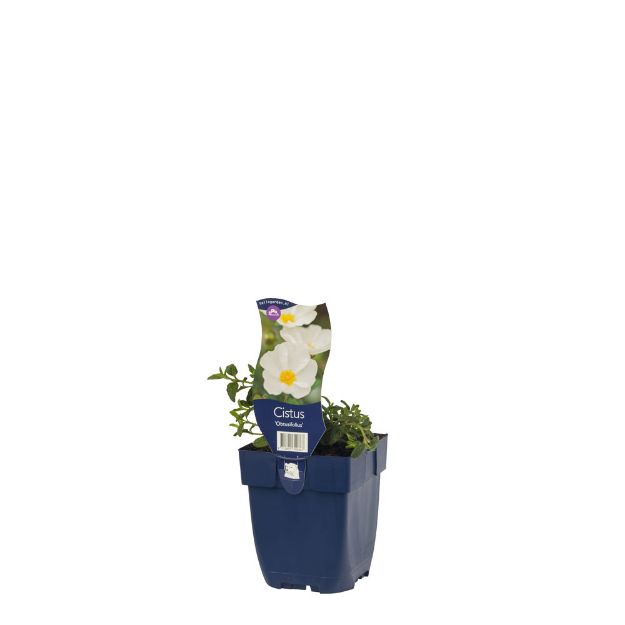 Image de Cistus 'Obtusifolius' - pot de 11 cm.