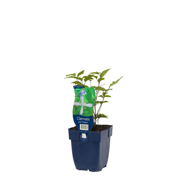 Image de Clematis jouin. 'Praecox' - pot de 11 cm.