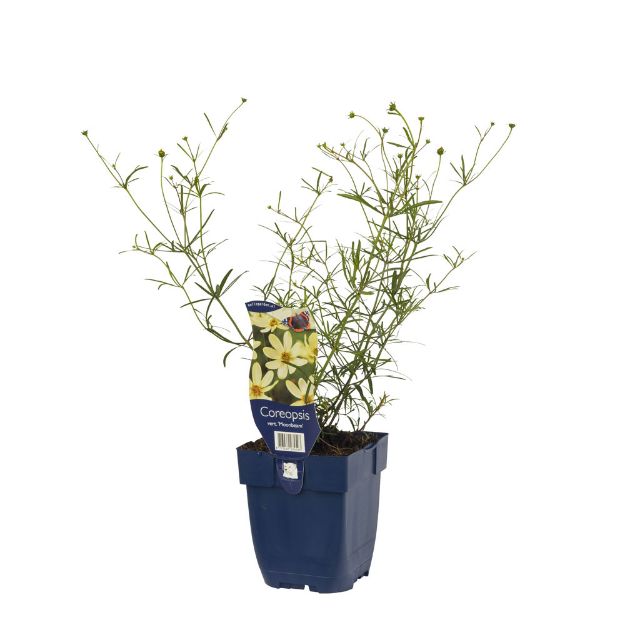 Image de Coreopsis vert. 'Moonbeam' - pot de 11 cm.