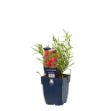Image de Coreopsis vert. 'Ruby Red' - pot de 11 cm.