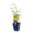 Image de Coreopsis verticillata - pot de 11 cm.