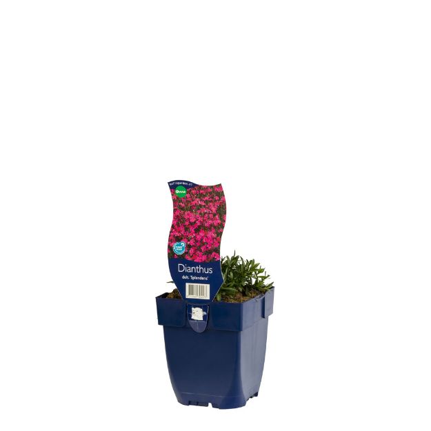 Image de Dianthus delt. 'Splendens' - pot de 11 cm.