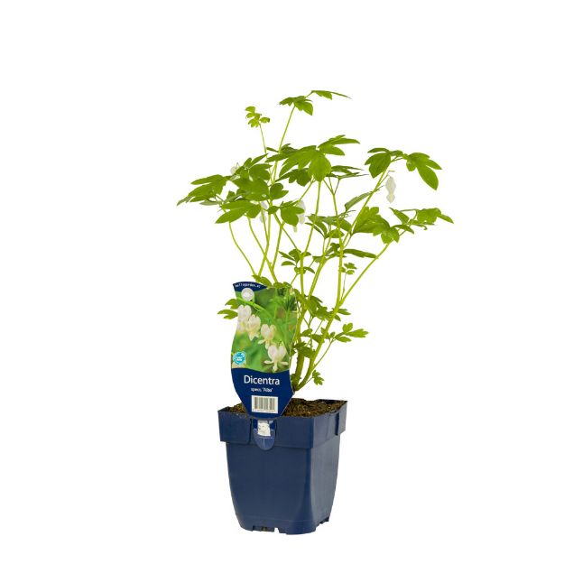 Image de Dicentra spectabilis 'Alba' - pot de 11 cm.
