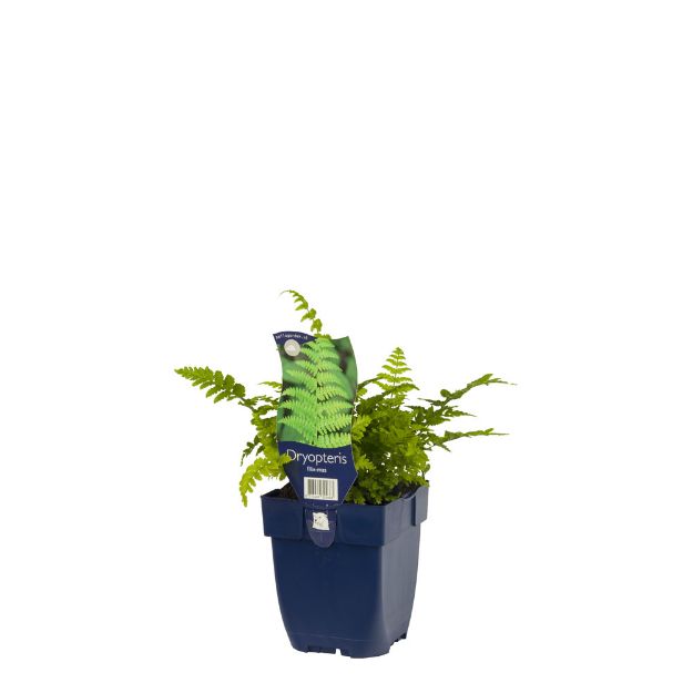 Image de Dryopteris filix-mas - pot de 11 cm.