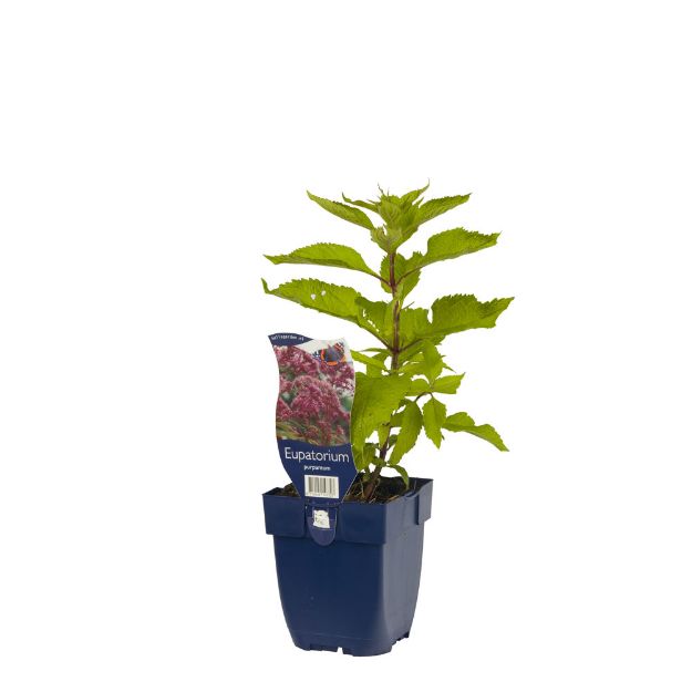 Image de Eupatorium purpureum - pot de 11 cm.