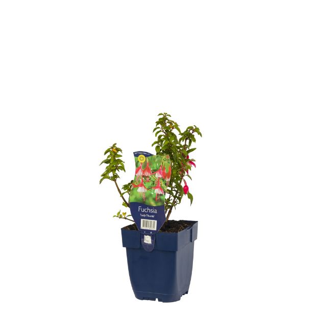 Image de Fuchsia 'Lady Thumb' - pot de 11 cm.