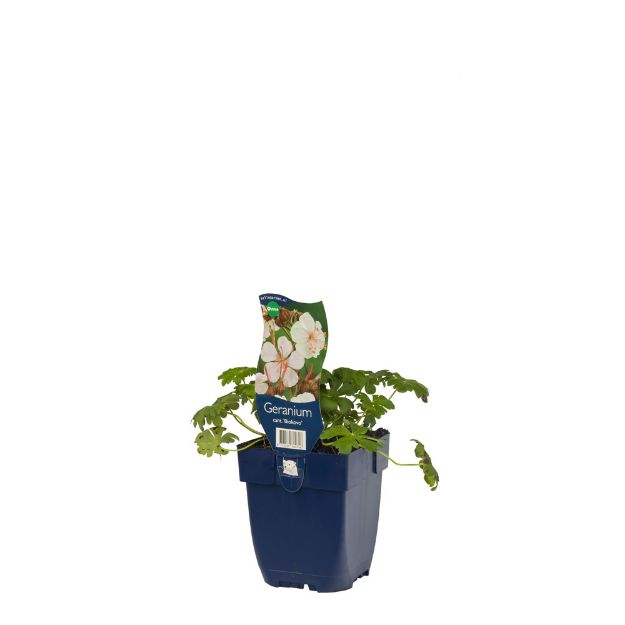 Image de Geranium cant. 'Biokovo' - pot de 11 cm.