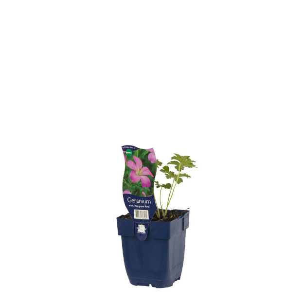 Image de Geranium endr. 'Wargrave Pink' - pot de 11 cm.