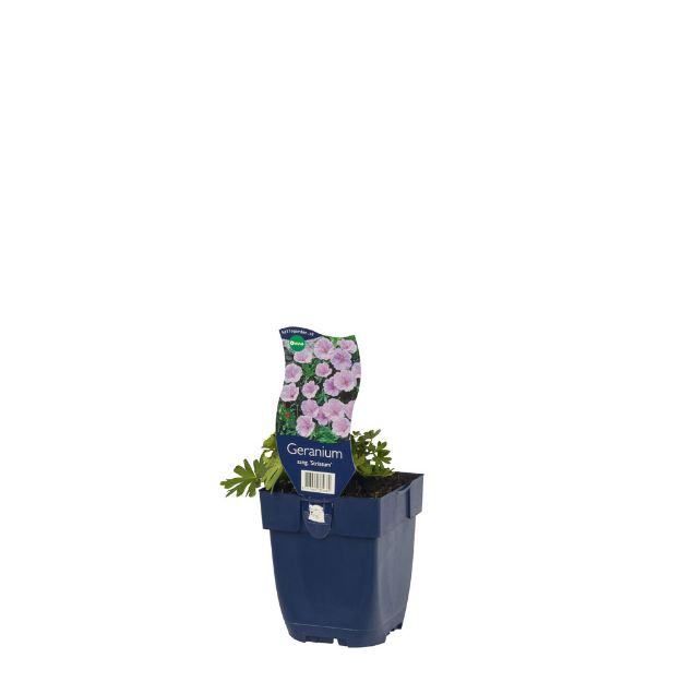 Image de Geranium sang. striatum - pot de 11 cm.