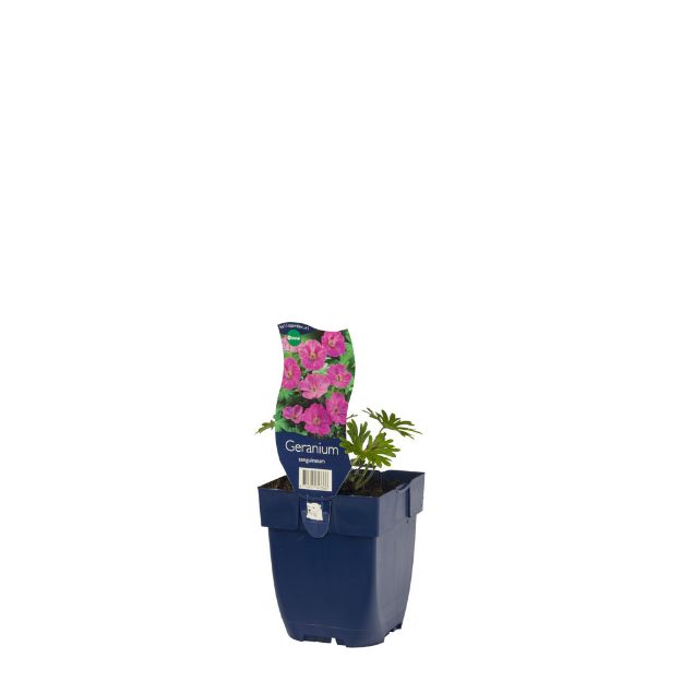Image de Geranium sanguineum - pot de 11 cm.