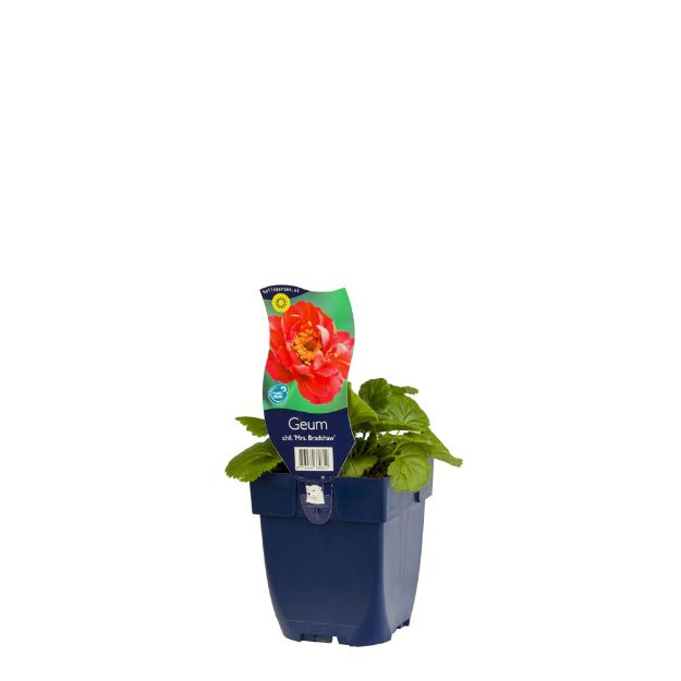 Image de Geum chiloense 'Mrs. Bradshaw' - pot de 11 cm.