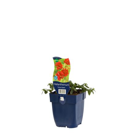 Agrandir l'image de Helianthemum 'Cerise Queen' - pot de 11 cm. Image de Helianthemum 'Cerise Queen' - pot de 11 cm.