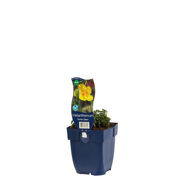 Image de Helianthemum 'Golden Queen' - pot de 11 cm.