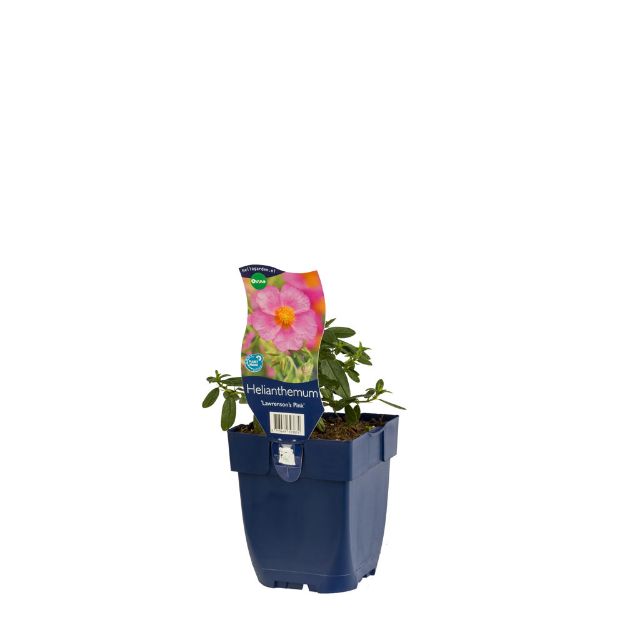 Image de Helianthemum 'Lawrenson's Pink' - pot de 11 cm.