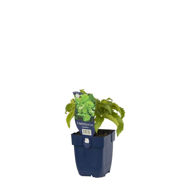 Image de Helleborus argutifolius - pot de 11 cm.