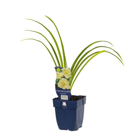 Agrandir l'image de Hemerocallis 'Joan Senior' - pot de 11 cm. Image de Hemerocallis 'Joan Senior' - pot de 11 cm.
