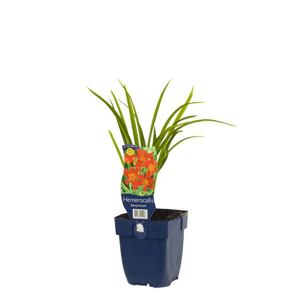 Image de Hemerocallis 'Sammy Russell' - pot de 11 cm.