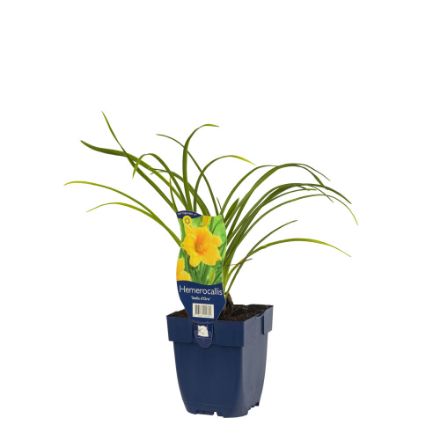 Agrandir l'image de Hemerocallis 'Stella d'Oro' - pot de 11 cm. Image de Hemerocallis 'Stella d'Oro' - pot de 11 cm.