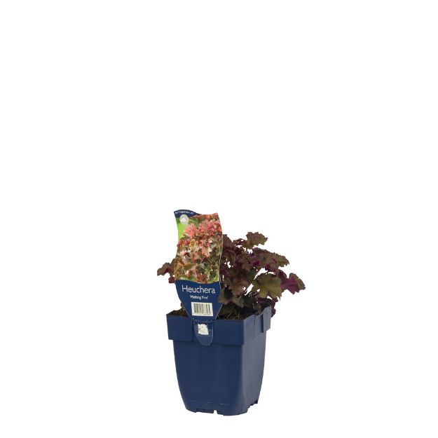 Image de Heuchera 'Melting Fire' - pot de 11 cm.