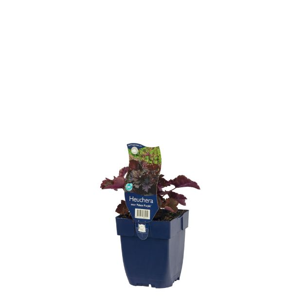 Image de Heuchera micr. 'Palace Purple' - pot de 11 cm.