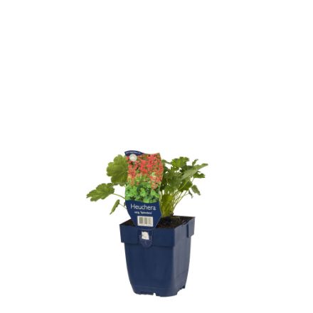 Agrandir l'image de Heuchera sang. 'Splendens' - pot de 11 cm. Image de Heuchera sang. 'Splendens' - pot de 11 cm.