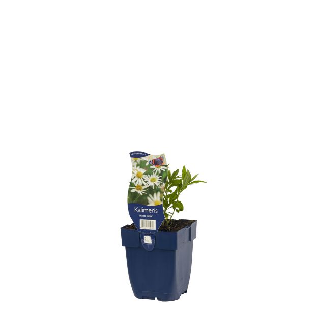 Image de Kalimeris incisa 'Alba' - pot de 11 cm.