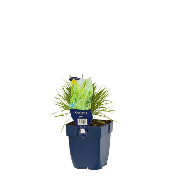 Image de Koeleria glauca - pot de 11 cm.