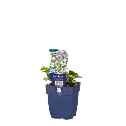 Agrandir l'image de Lamium mac. 'Beacon Silver' - pot de 11 cm. Image de Lamium mac. 'Beacon Silver' - pot de 11 cm.