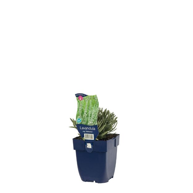 Image de Lavandula ang. 'Edelweiss' - pot de 11 cm.