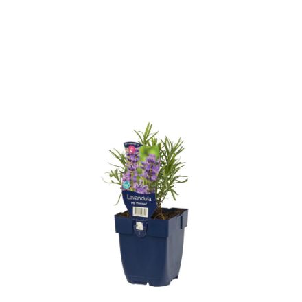 Agrandir l'image de Lavandula ang. 'Munstead' - pot de 11 cm. Image de Lavandula ang. 'Munstead' - pot de 11 cm.