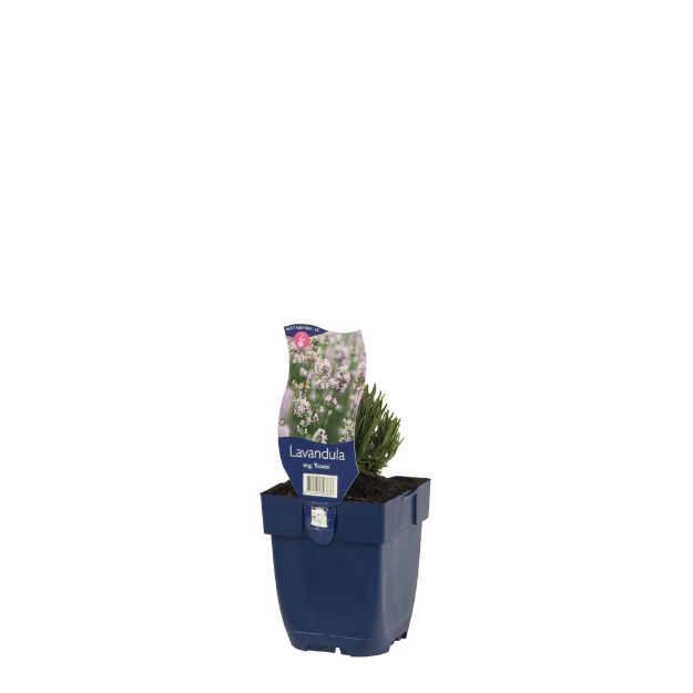 Image de Lavandula ang. 'Rosea' - pot de 11 cm.