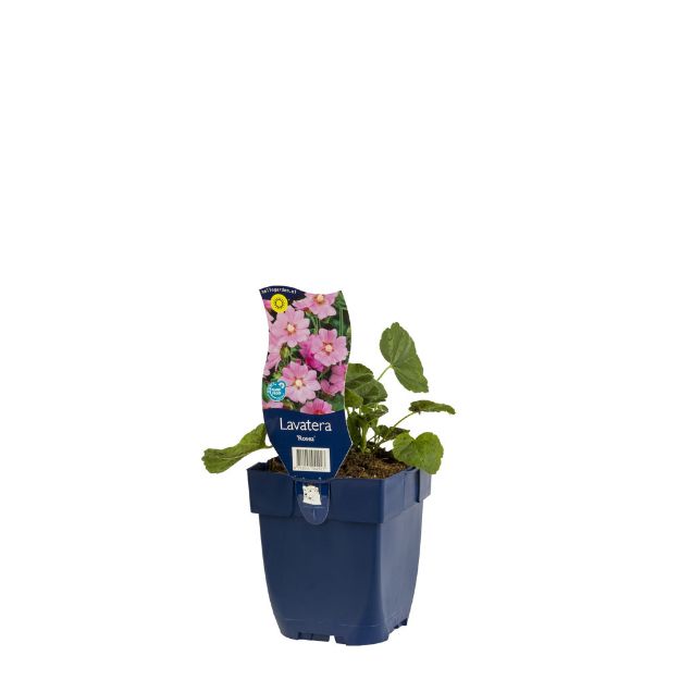 Image de Lavatera 'Rosea' - pot de 11 cm.